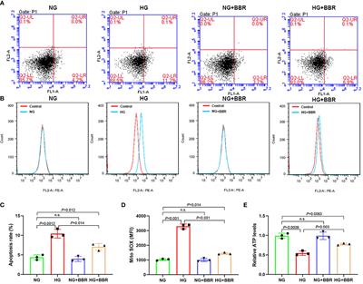 Berberine Acts on C/EBPβ/lncRNA Gas5/miR-18a-5p Loop to Decrease the Mitochondrial ROS Generation in HK-2 Cells